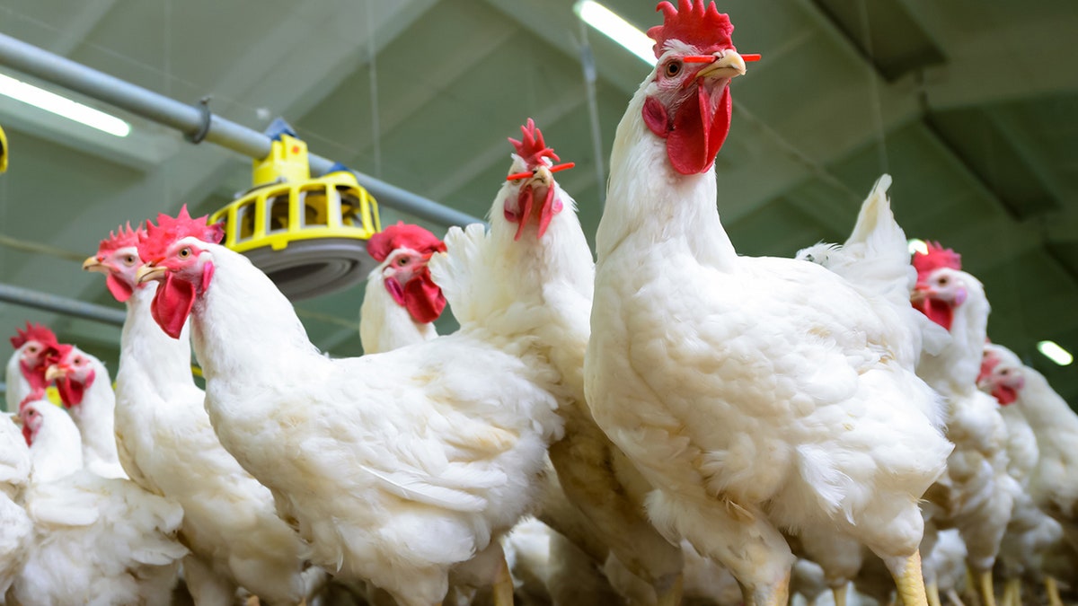 Chickens istock