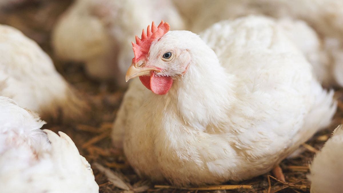 chicken slaughter istock