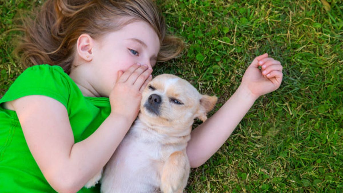 Blond happy girl with her chihuahua doggy portrait