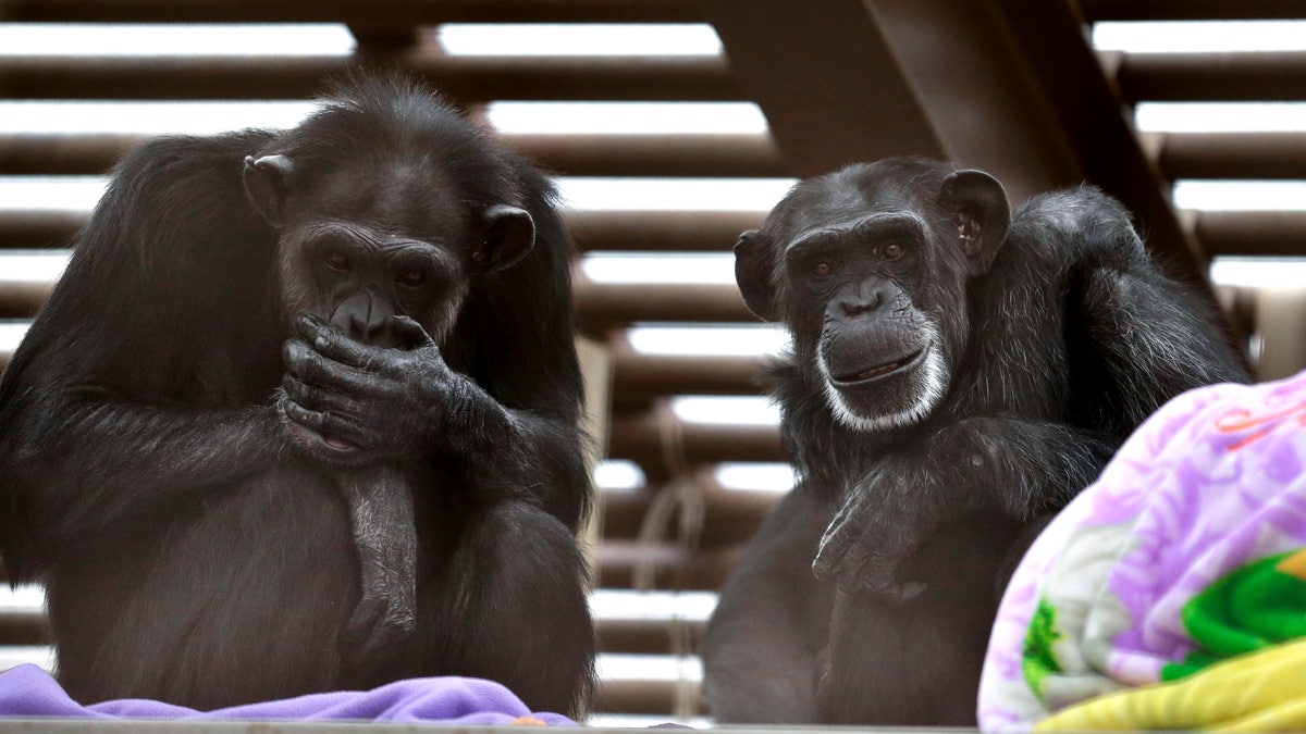 chimpanzee sanctuaries AP
