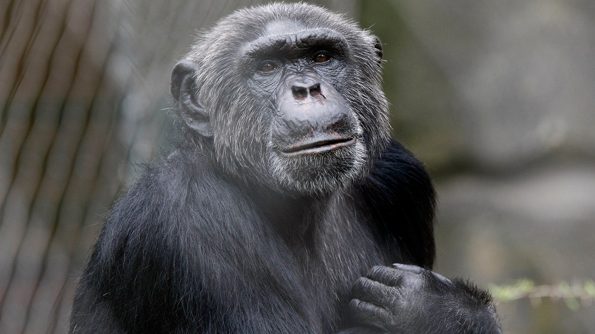 Pedro the Chimpanzee sits in his enclosure in Berlin Zoo, June 9, 2009. Berlin zoo director Bernhard Blaszkiewitz, who banned keepers from feeding animals by hand, had his index finger bitten off by chimpanzee Pedro on Monday. Blaszkiewitz is currently undergoing surgery to reattach his finger.      REUTERS/Fabrizio Bensch (GERMANY)  FOR EDITORIAL USE ONLY. NOT FOR SALE FOR MARKETING OR ADVERTISING CAMPAIGNS - BM2E569107C01