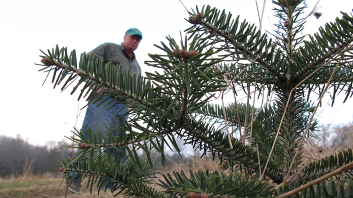 Christmas Trees-Root Rot