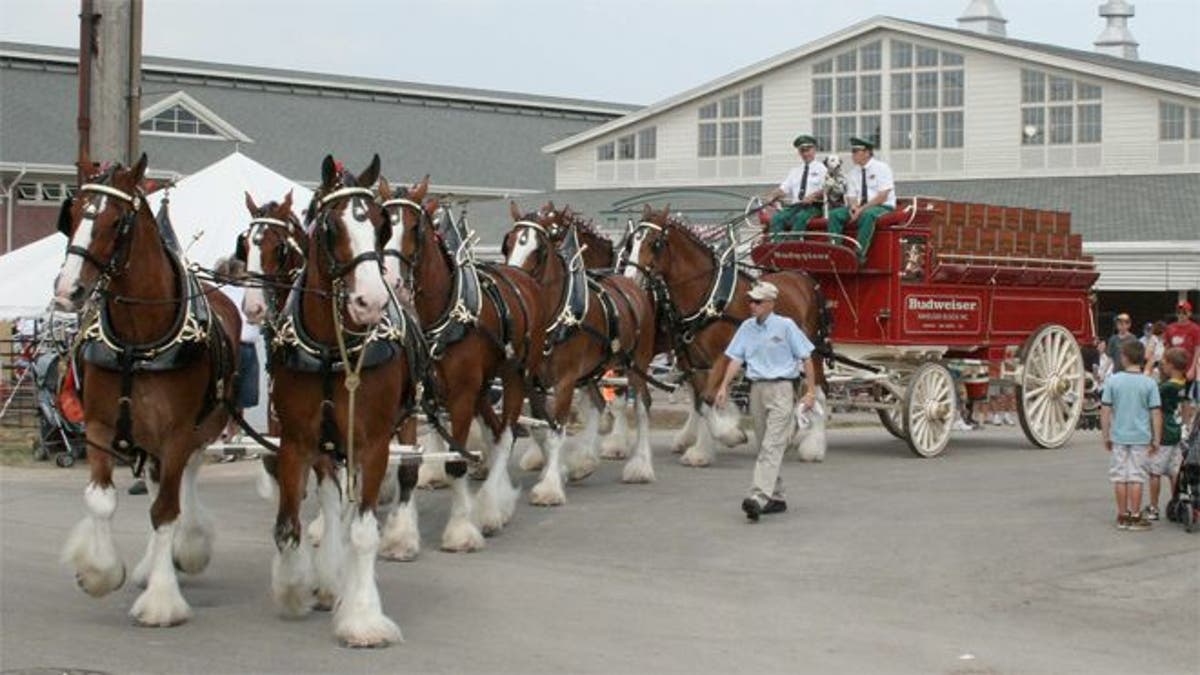 PHOTOS: The World Famous Anheuser Busch Clydesdales Visit Lucas Oil Stadium