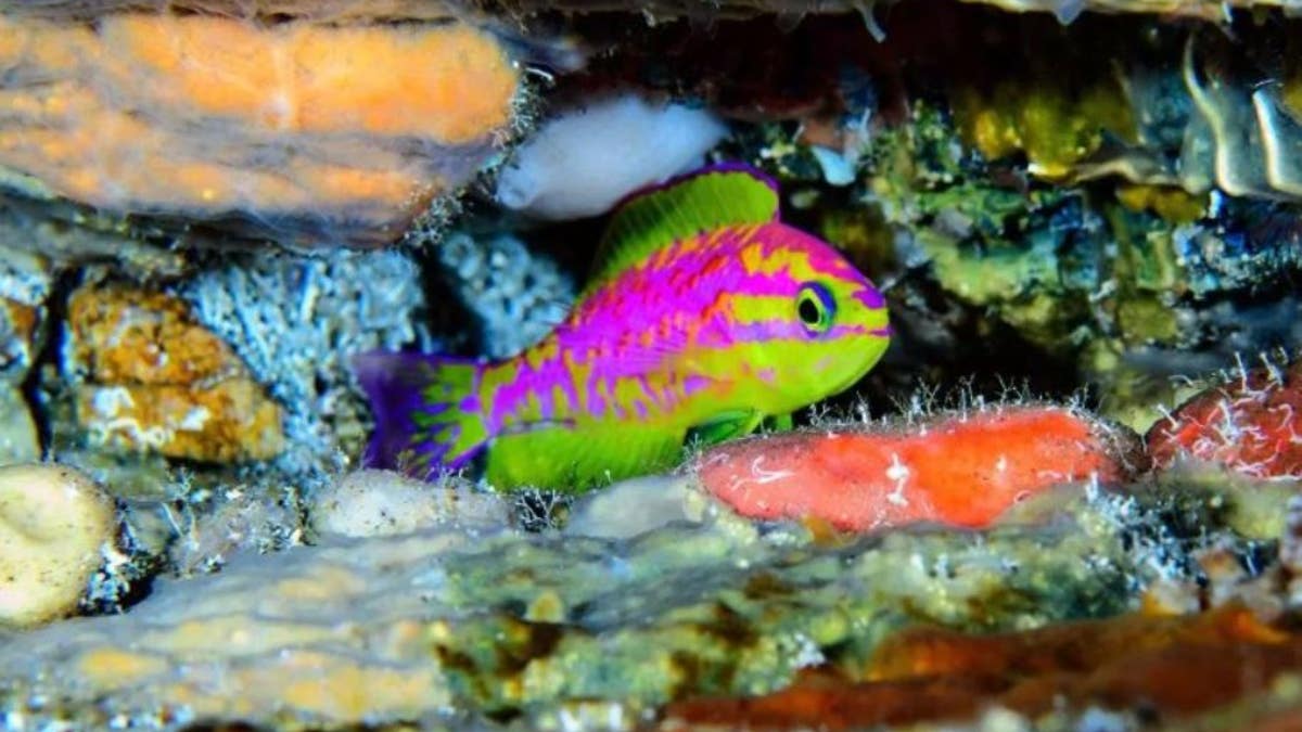 Divers discovered this neon-bright new species of fish in the Atlantic Ocean.