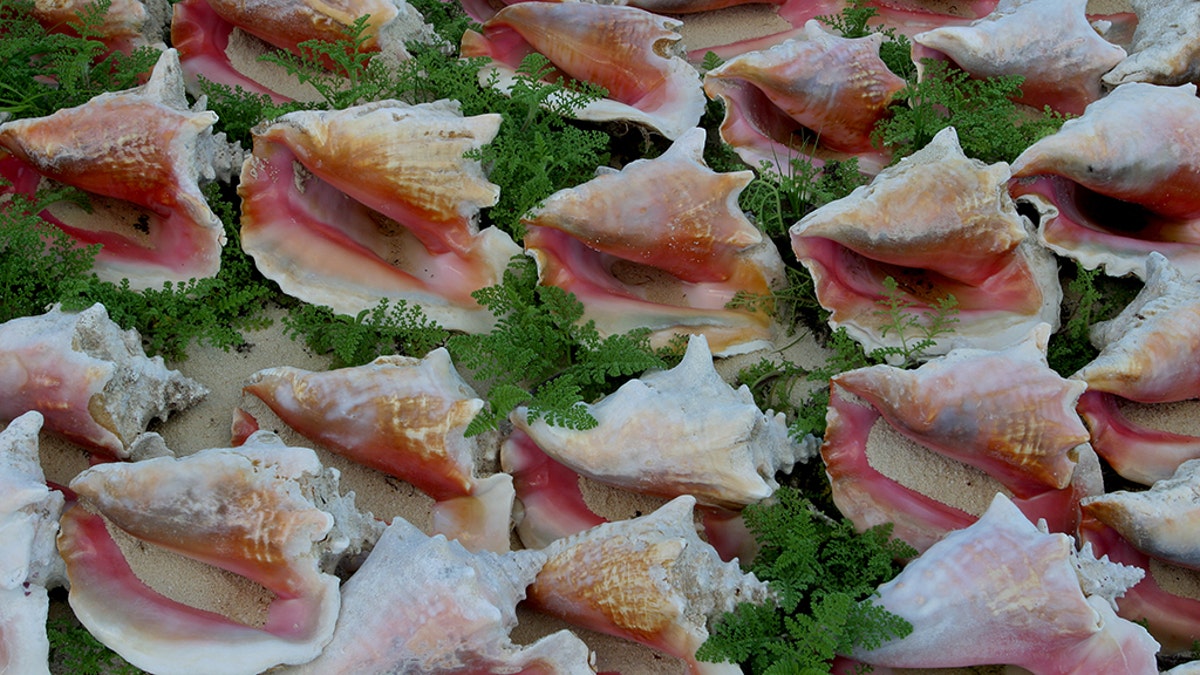 conch shells