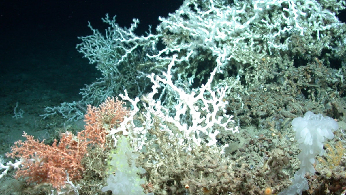 4619e924-Gulf Oil Spill Corals