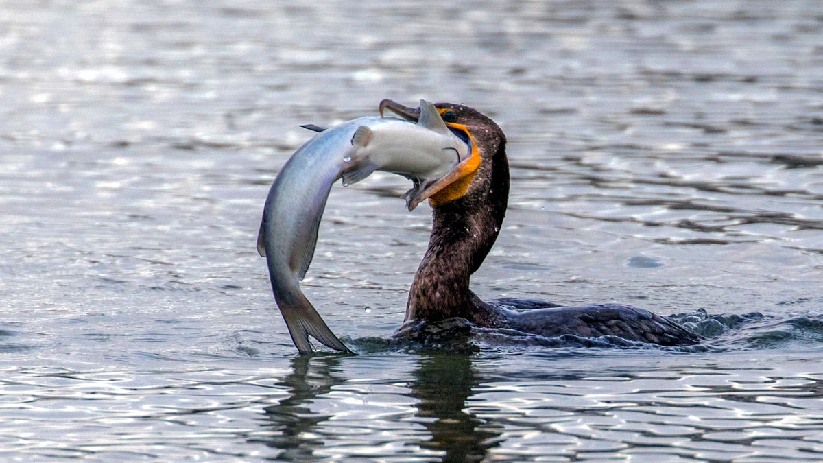 Cormorant1