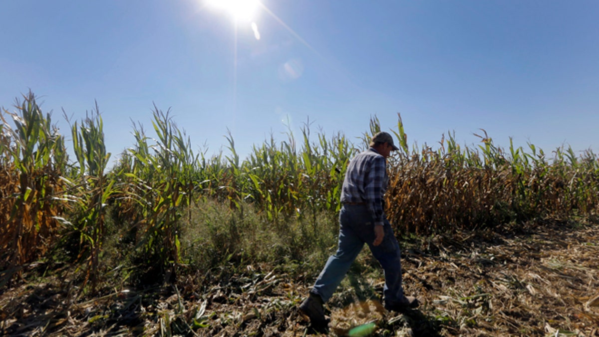 Oct. 16, 2013: Larry Hasheider walks along one of his corn fields on his farm in Okawville, Ill.