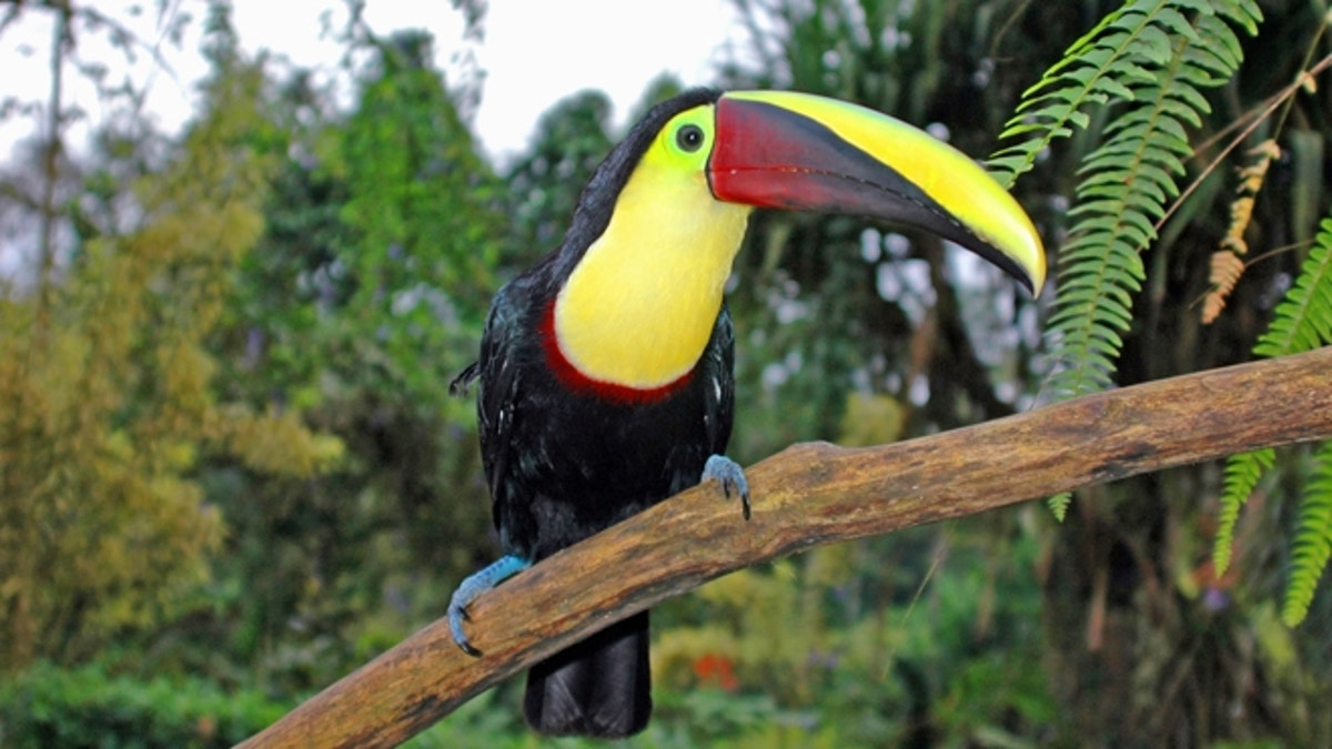 Top 10 weird and exotic animals of Costa Rica | Fox News Top 10 weird and exotic animals of Costa Rica | Fox News