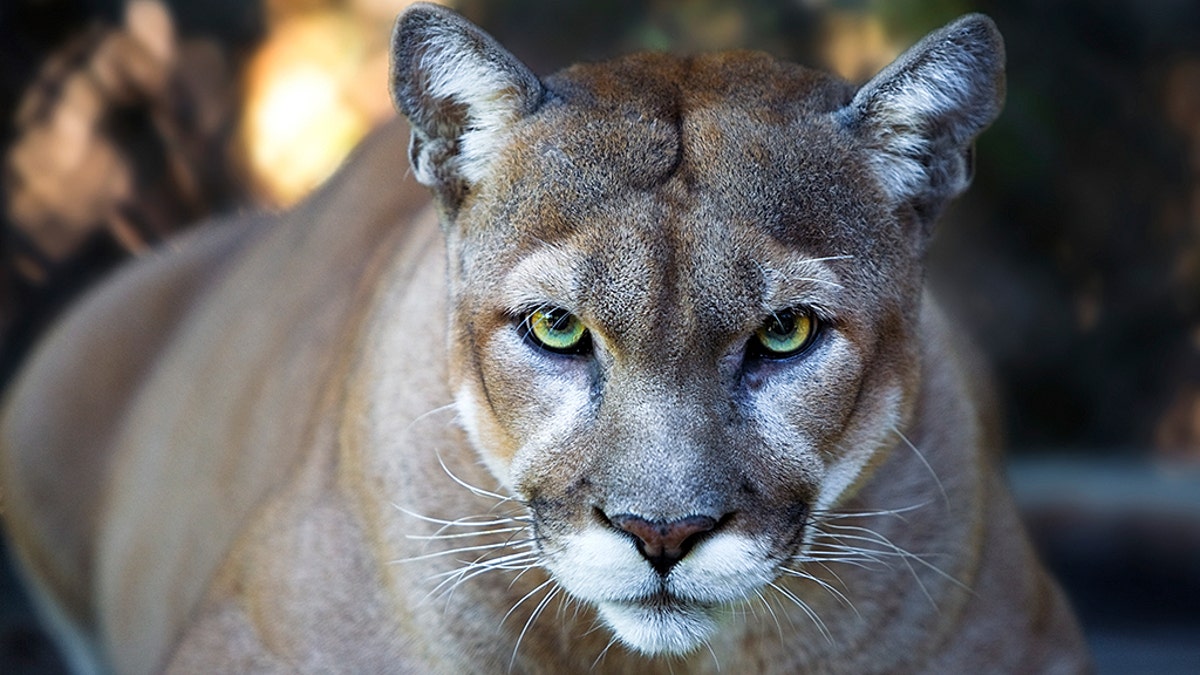 Cougar file photo.