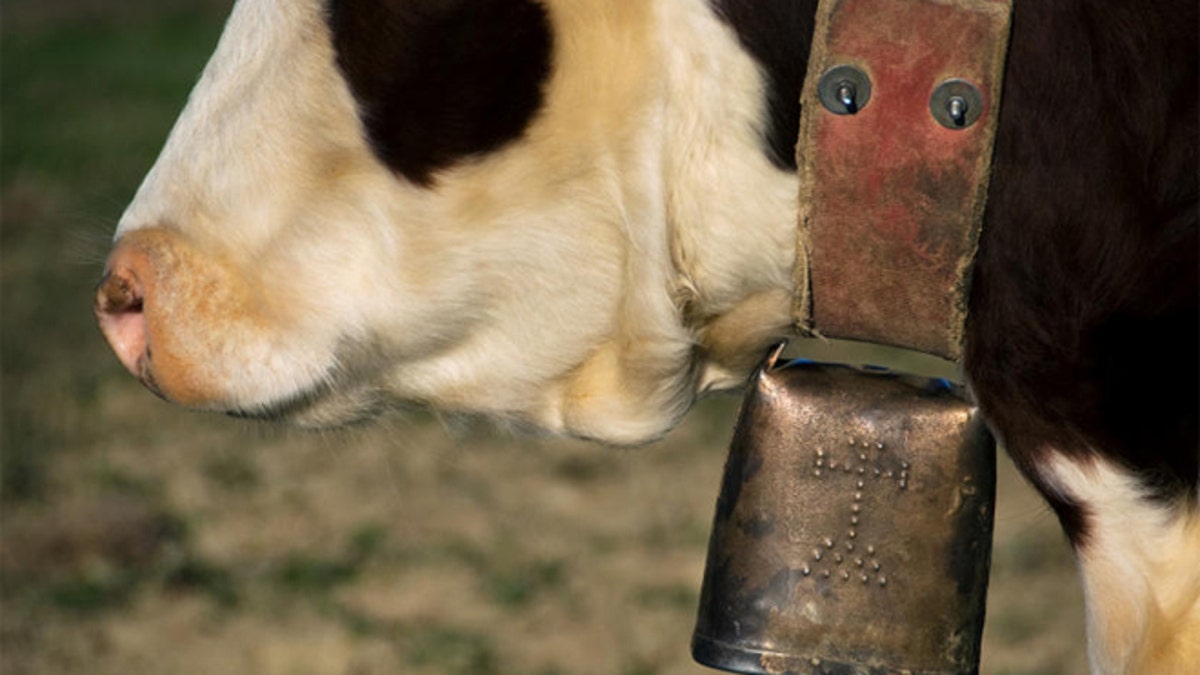 Regarding cow bells: why, and does it harm the cow? - Ali on Switzerland