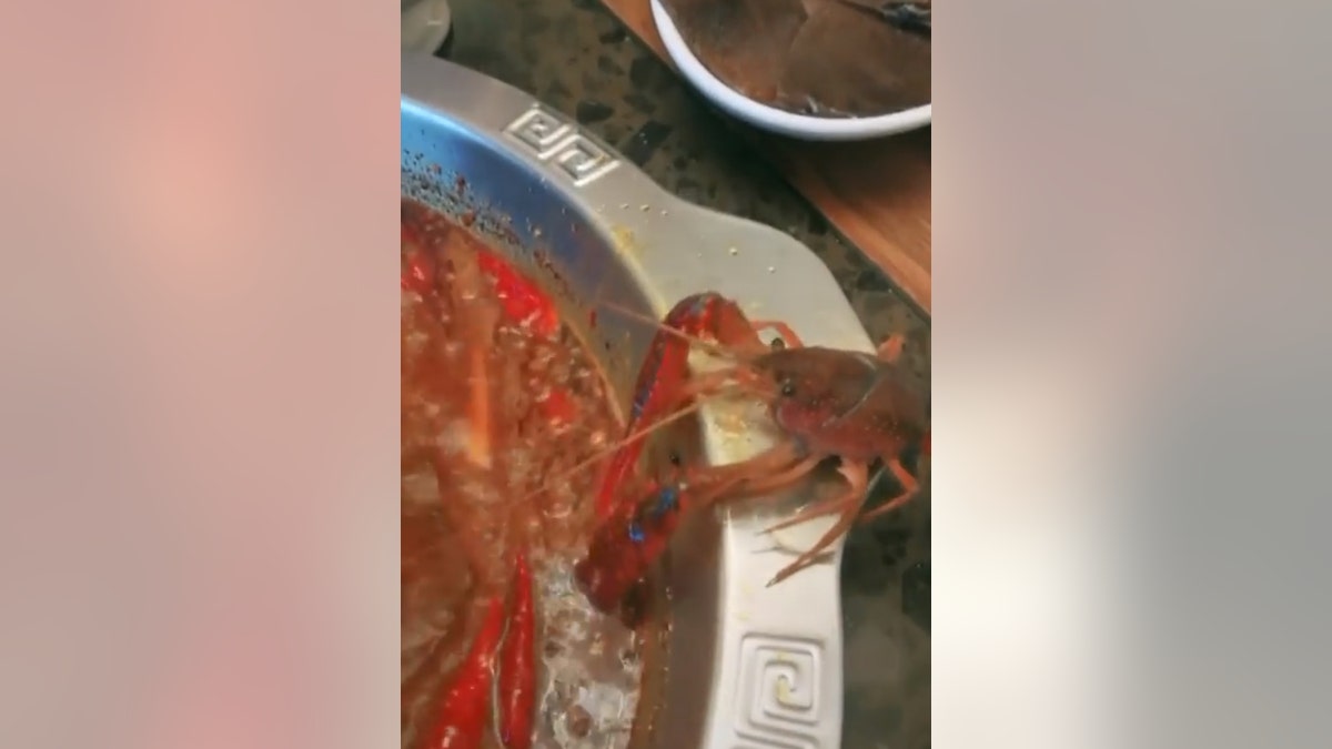 crayfish weibo