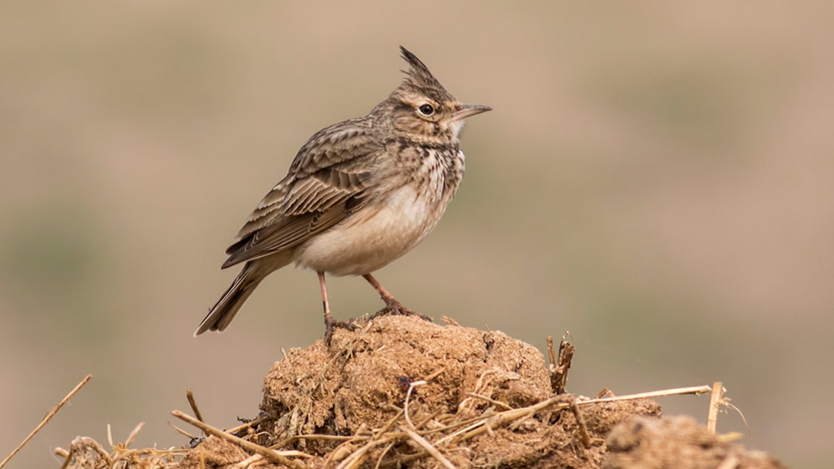 crested lark istock