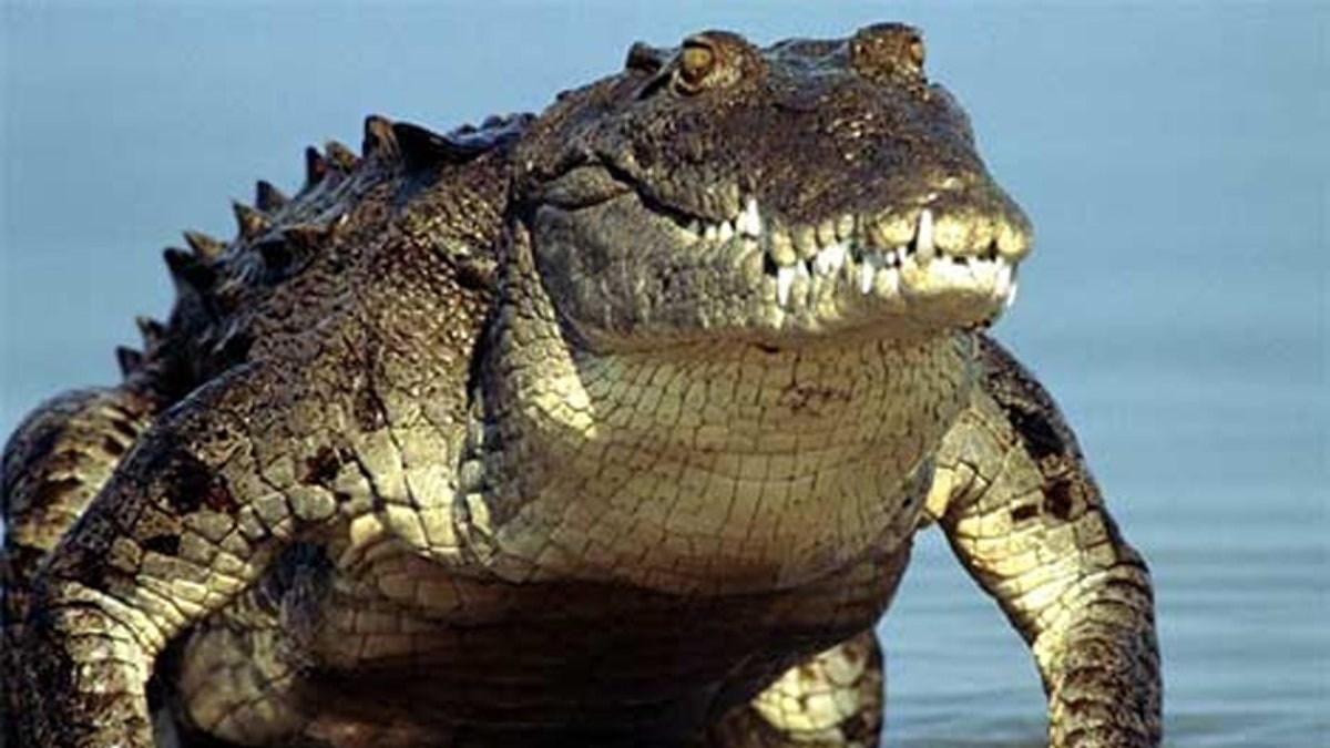 Florida seeks $25-per-hour crocodile wranglers: No experience necessary |  Fox News