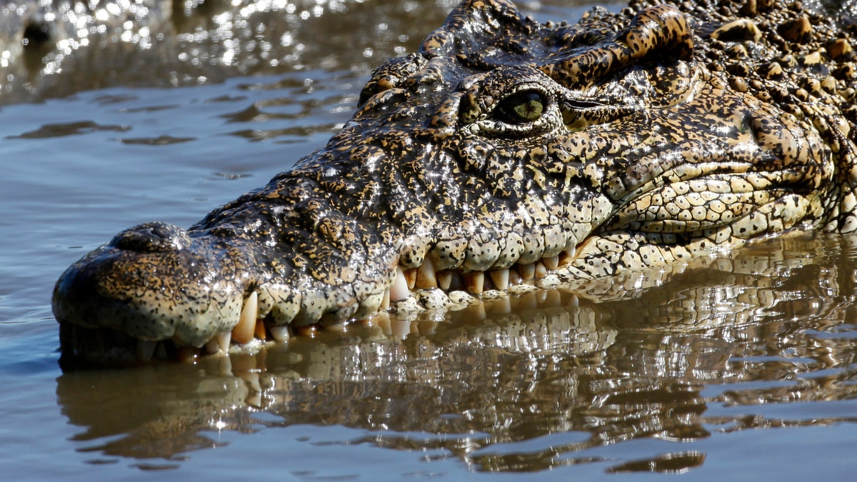 CrocodileHead