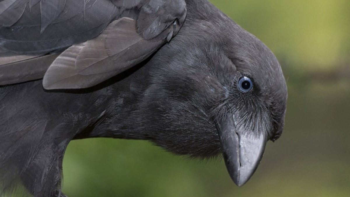 Hawaiian crow