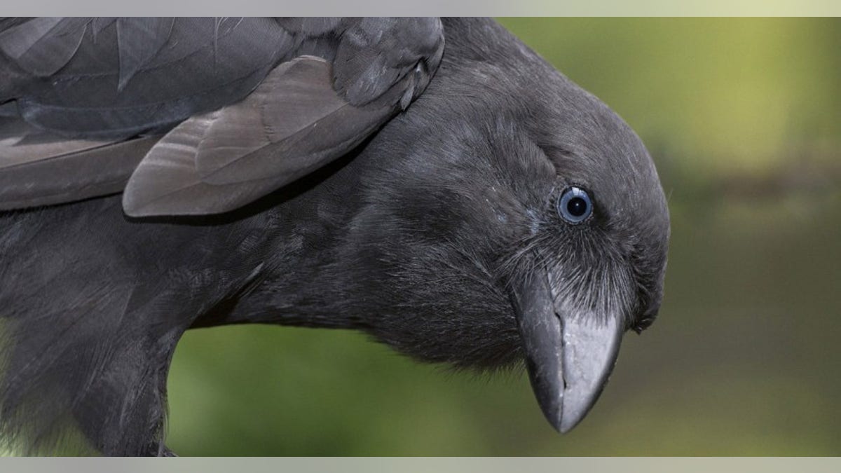 Hawaiian crow