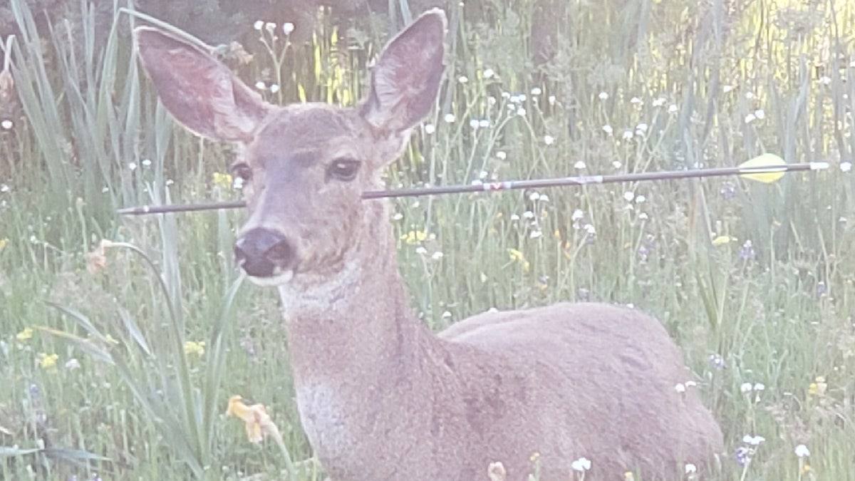 Oregon Deer 4