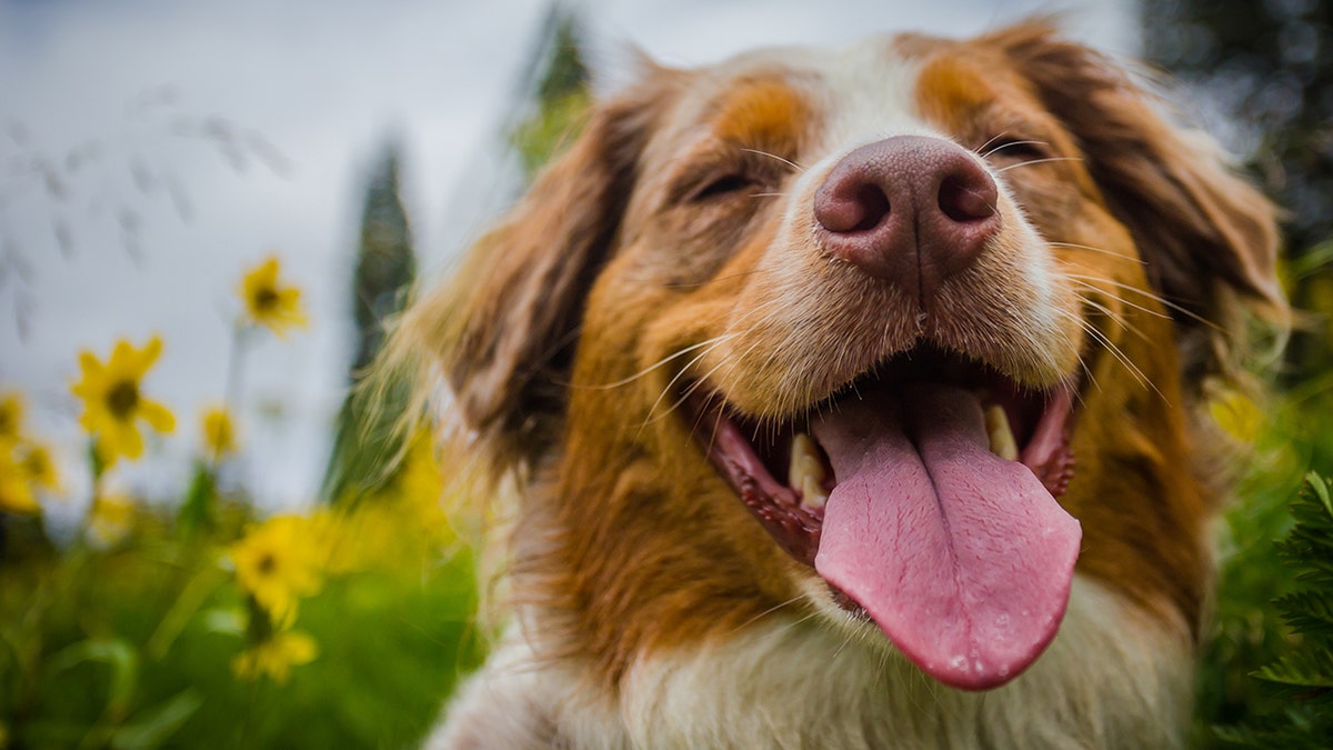 dog istock