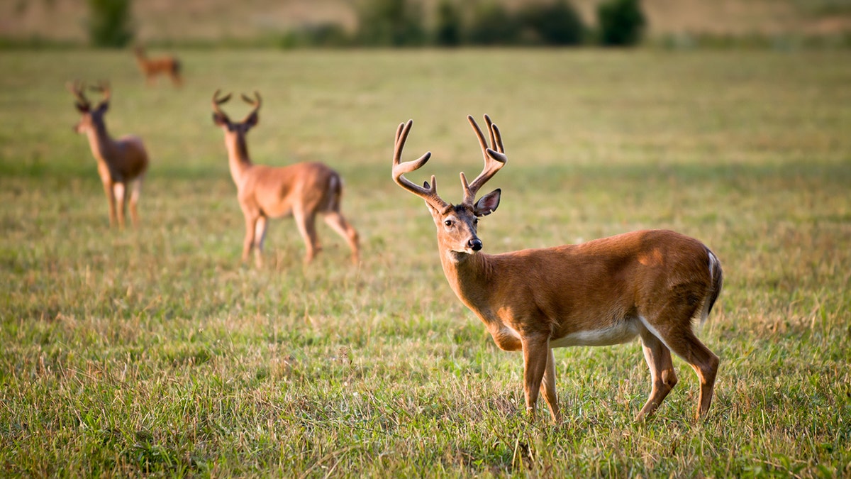 White Tailed Deer Wildlife Animals in Blue Ridge Outdoors Nature Scene