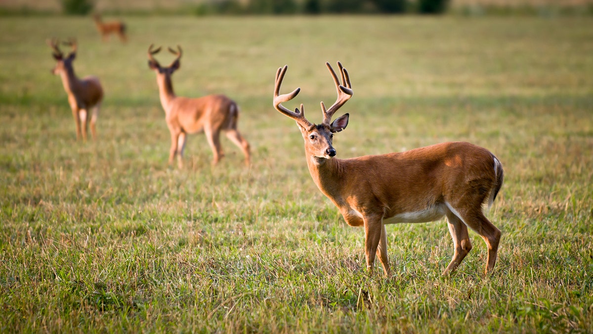 White Tailed Deer Wildlife Animals in Blue Ridge Outdoors Nature Scene