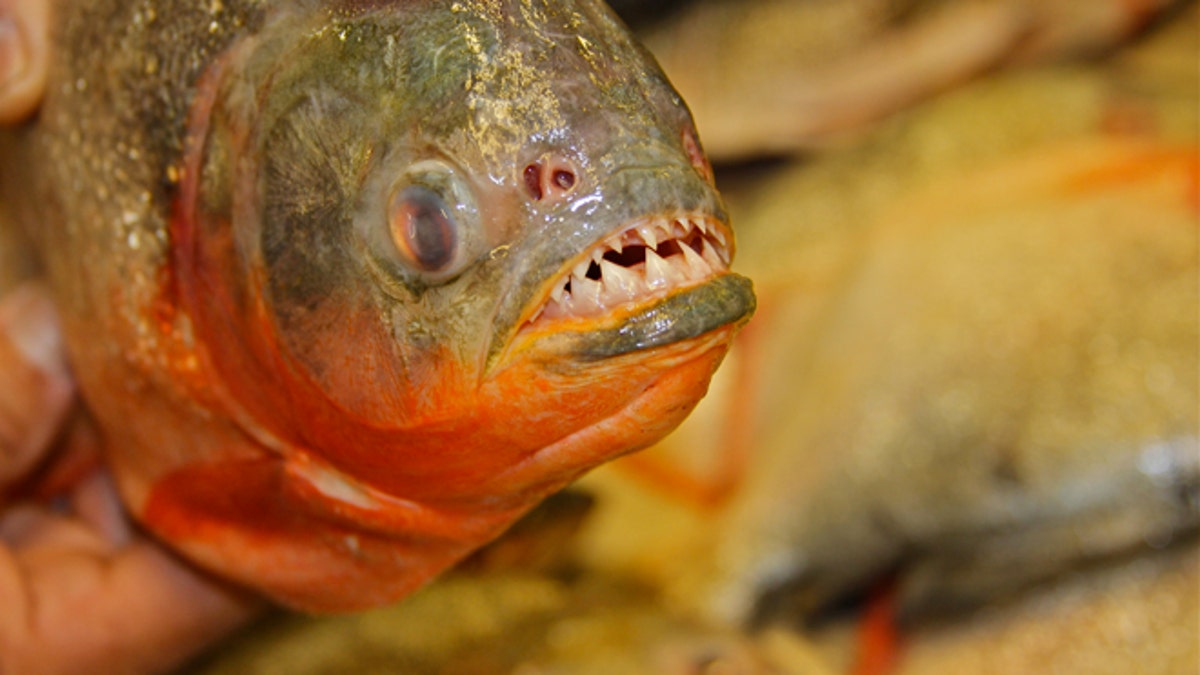 One of the many delicacies of the Amazon River, piranhas are a popular fish in Manaus. (Photo: Andrew O’Reilly/Fox News Latino)