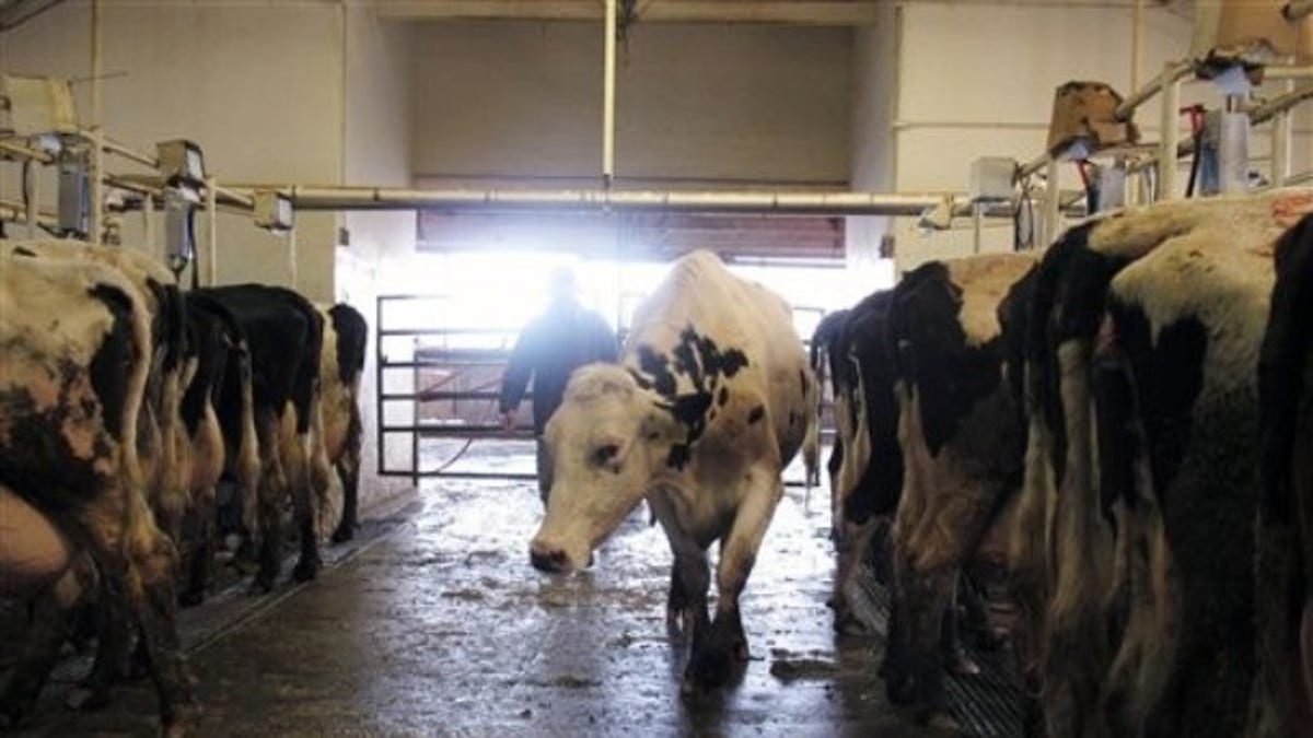 Food and Farm Dairy Woes