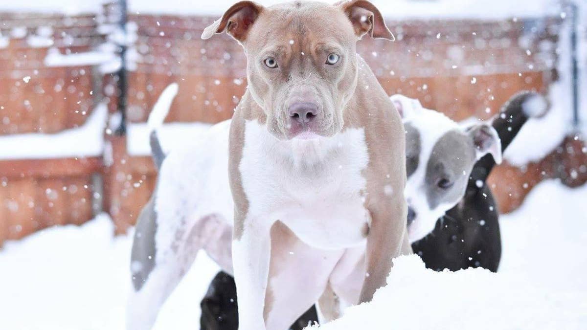 Ruby pit bull