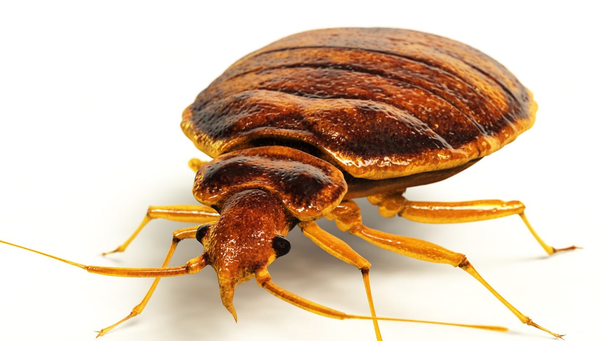 bed bug getty images