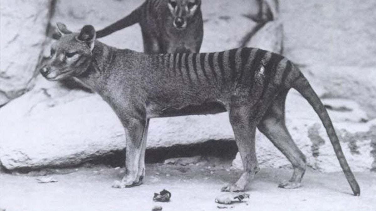 Tasmanian tiger seen 80 years after it was thought to have gone