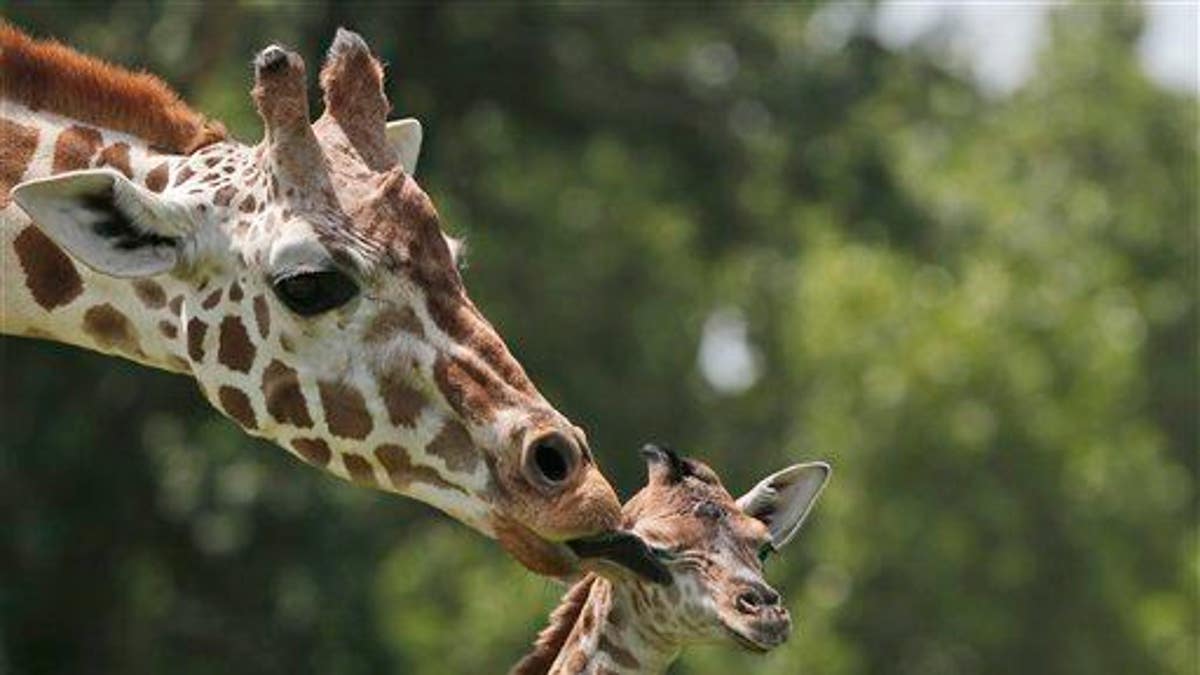 Baby Giraffe Oklahoma