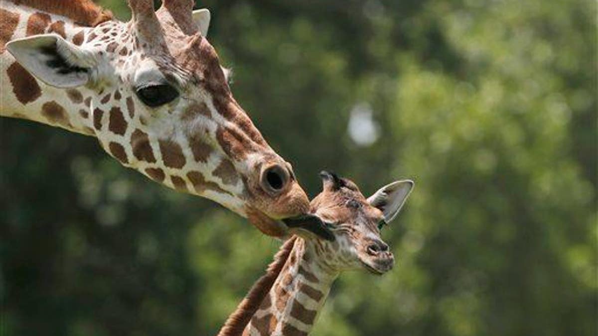 Baby Giraffe Oklahoma