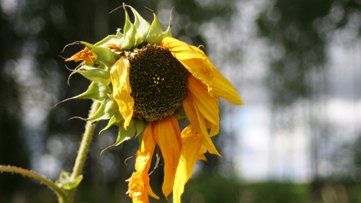 Old Sunflower