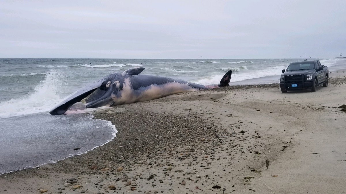 d318db22-dead whale