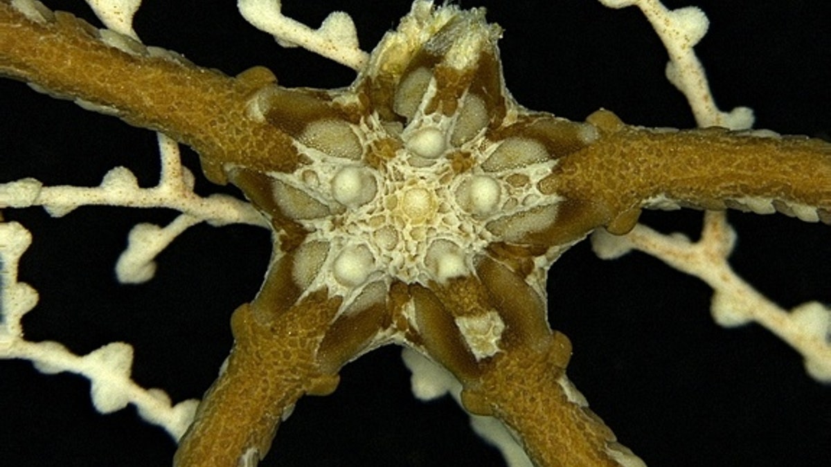 Fosil berusia 180 juta tahun terungkap di laut dalam Jurassic