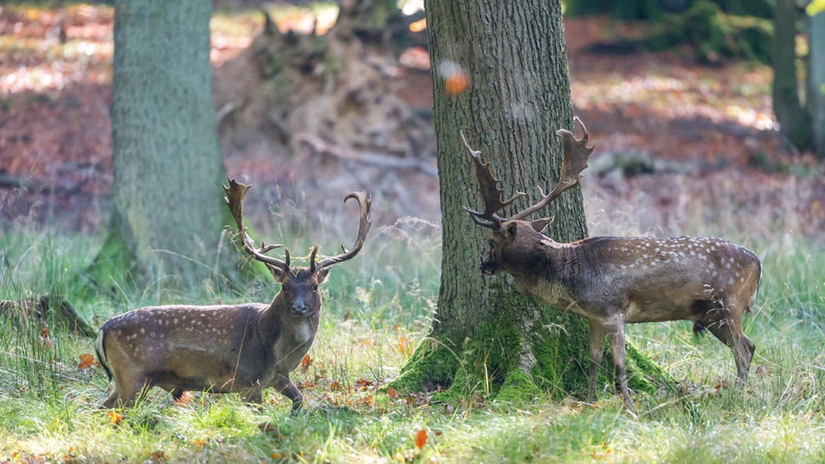 deer fight 4