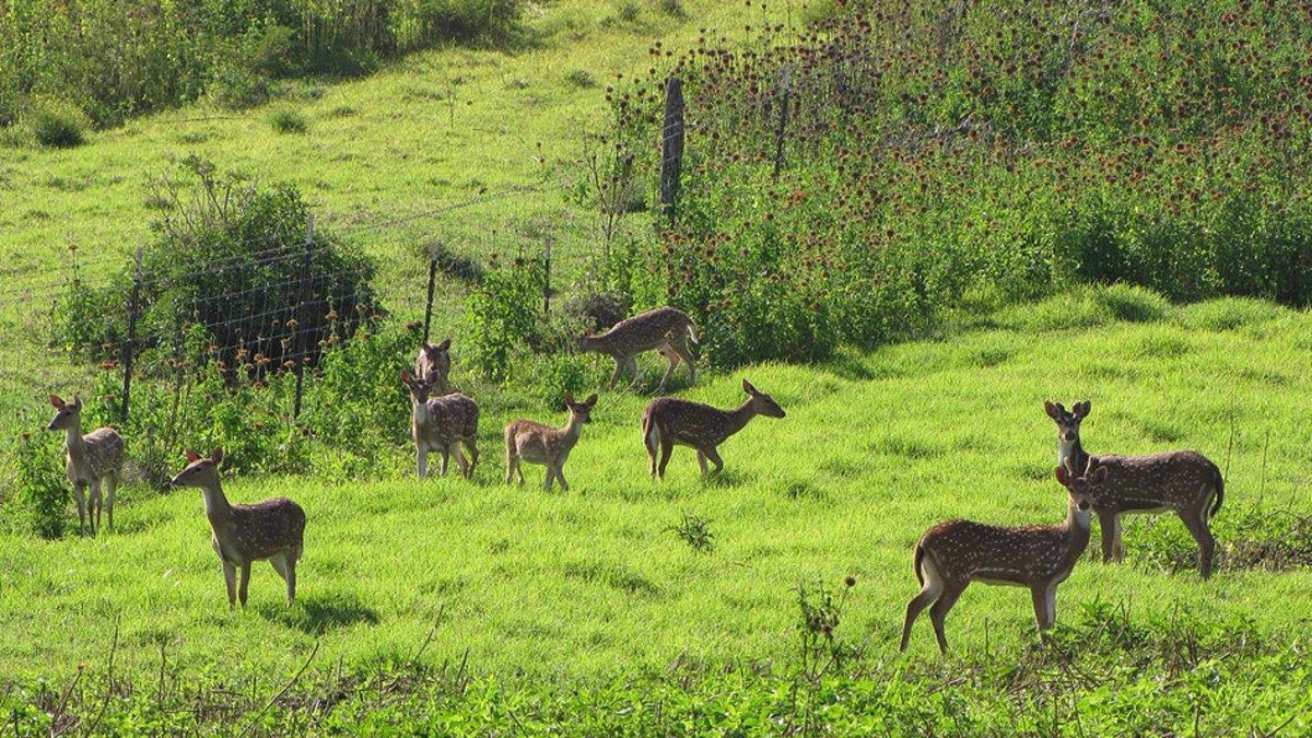 Deer Fight