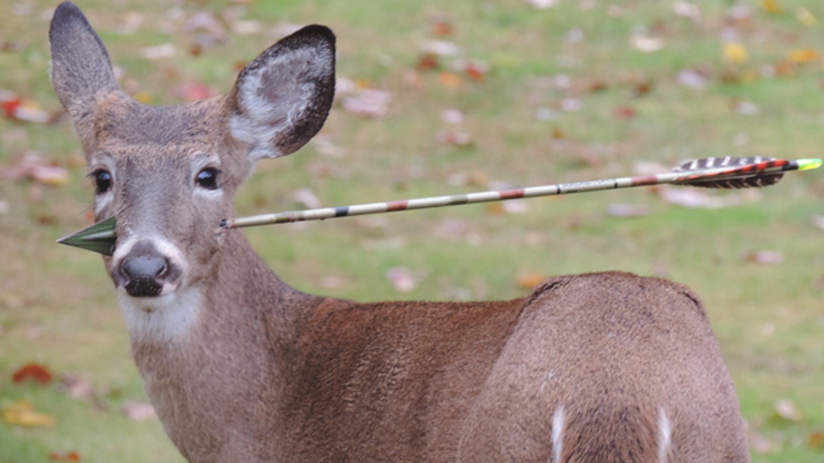 Deer-Arrow Removed
