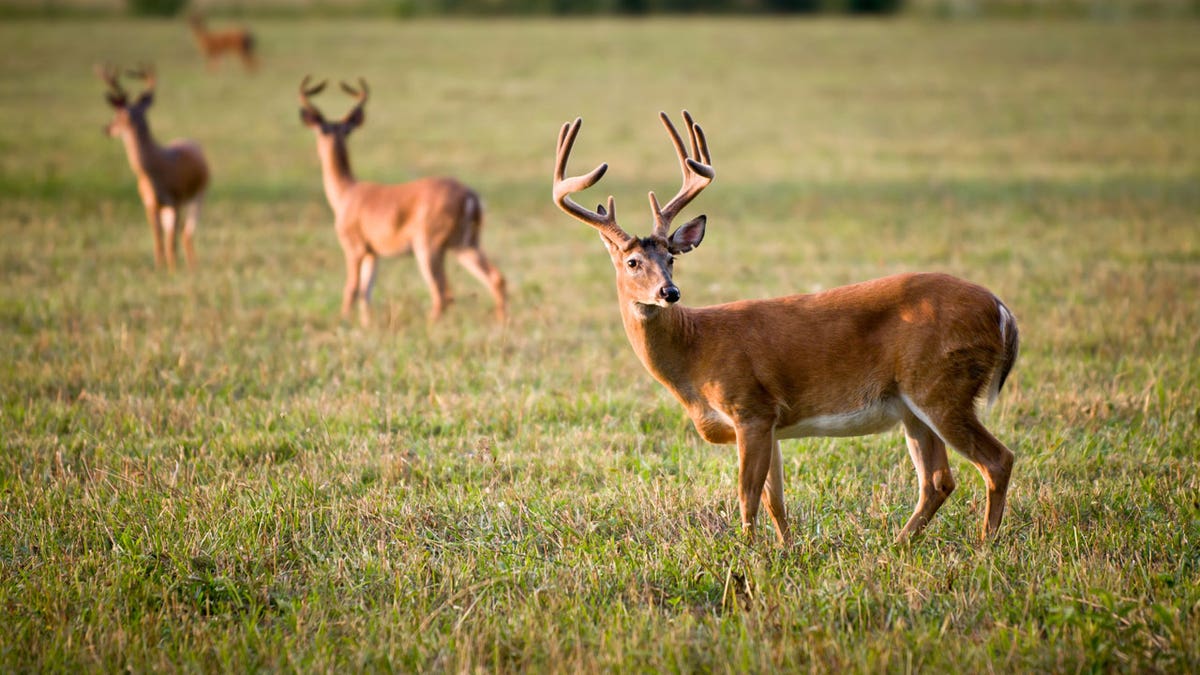 deer field istock