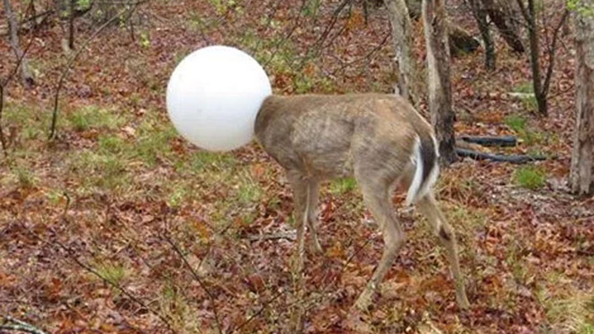 DeerGlobe1