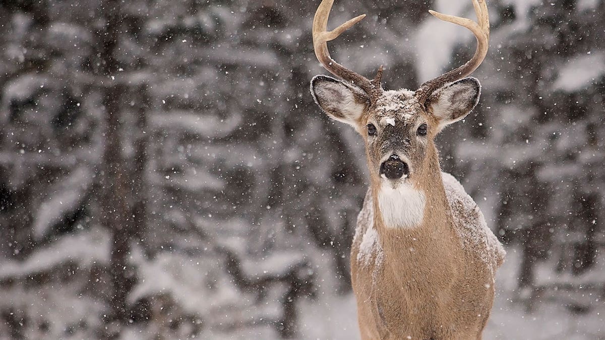 How to read deer tracks in the snow