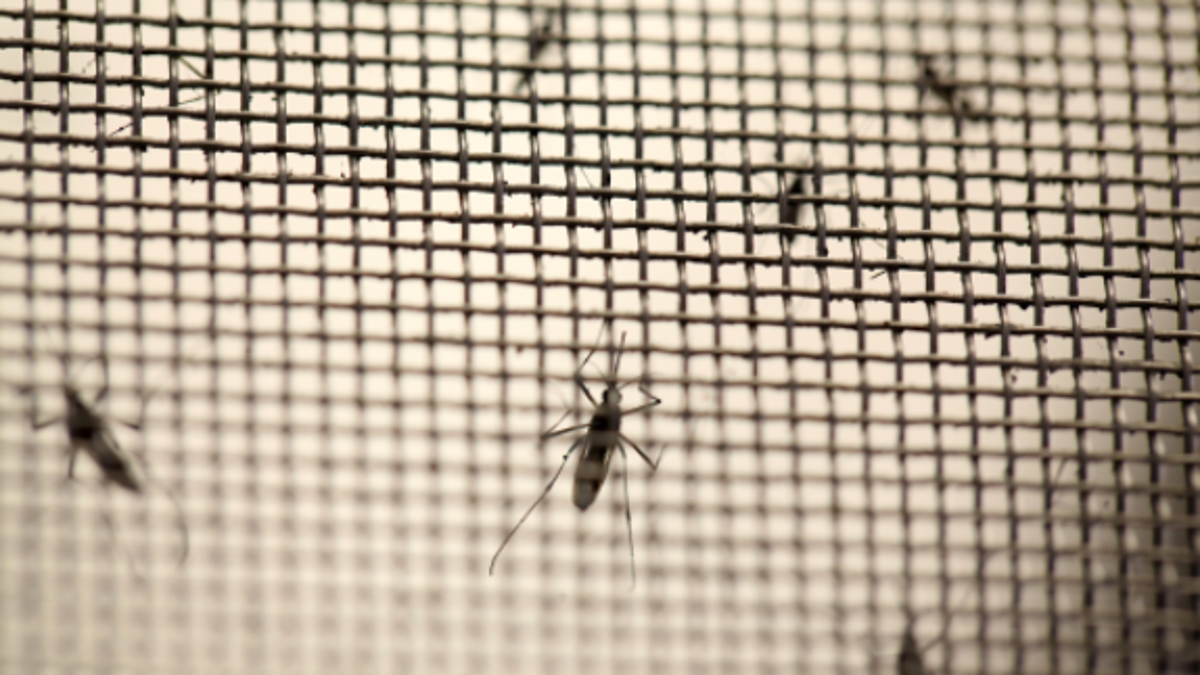 dengue mosquitos