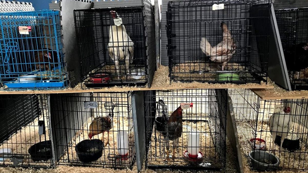 Massachusetts cockfighting bust