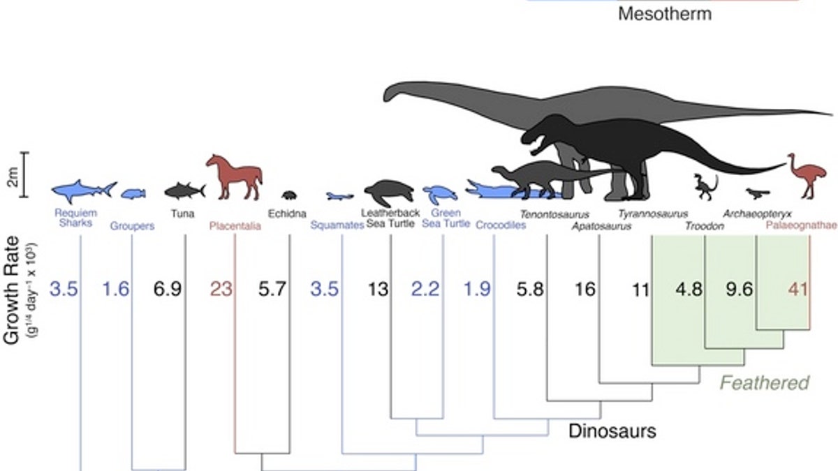 Warm or cold? Dinosaurs had 'in-between' blood | Fox News Warm or cold? Dinosaurs had 'in-between' blood | Fox News