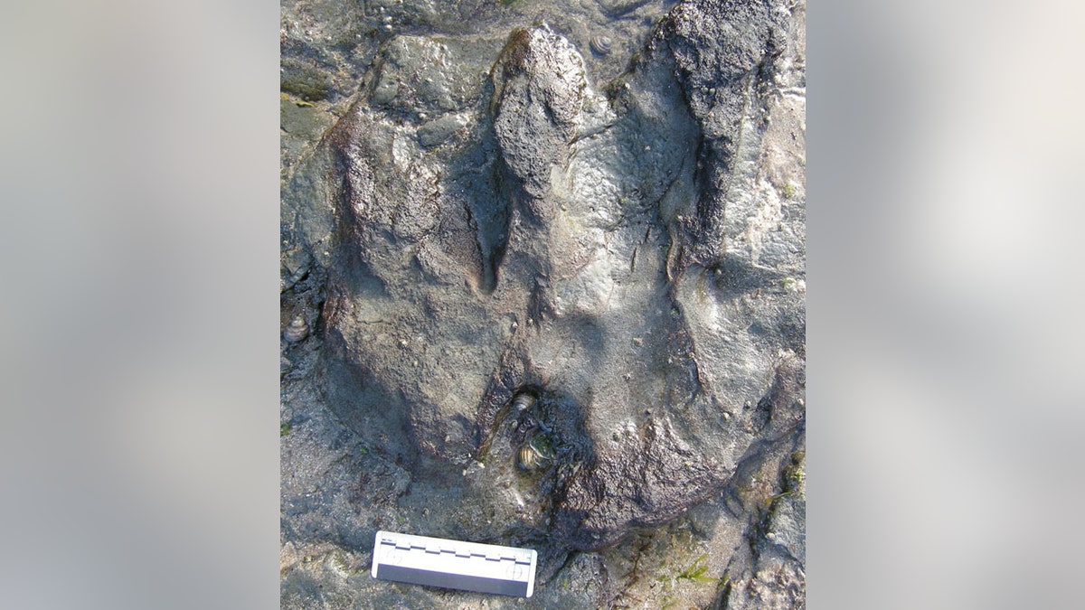 DinosaurFootprintBefore