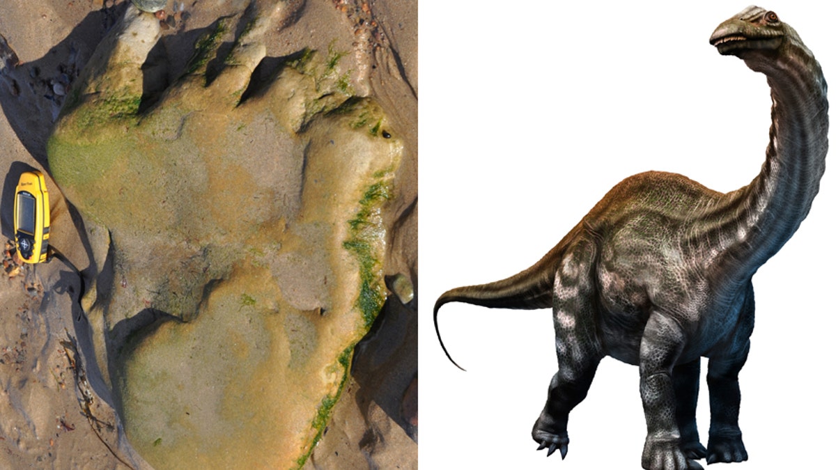 The dinosaur footprint/Apatosaurus, a type of sauropod (© The Hunterian, University of Glasgow/iStock/Warpaintcobra)