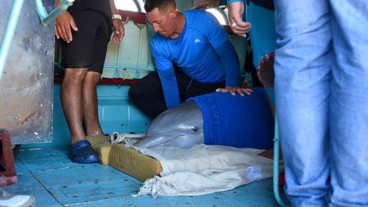 Cuba Dolphin