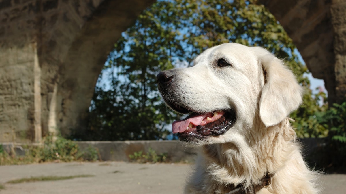 dog istock large