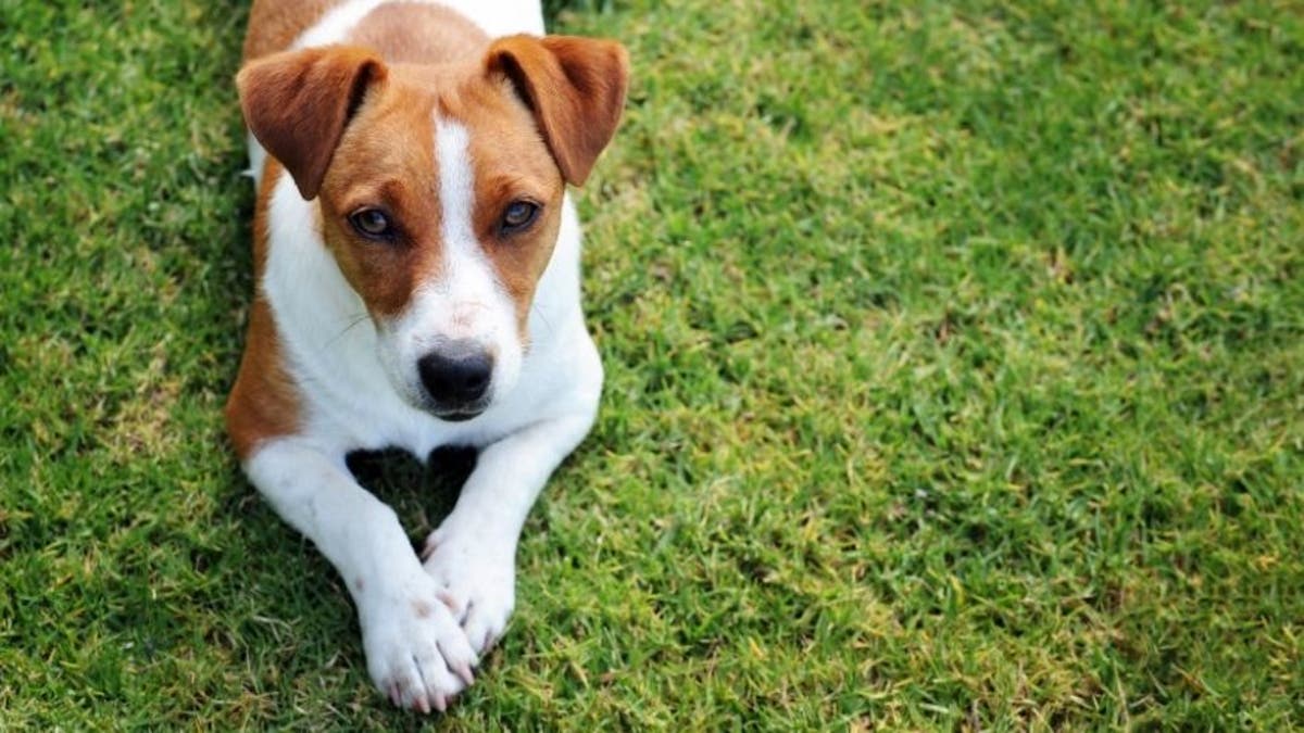 dog sits in grass