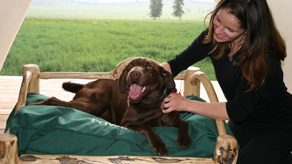 dog massage, the resort at paws up